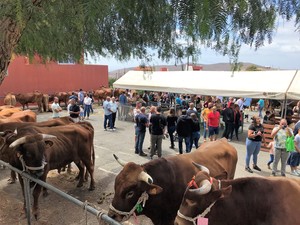 Feria de ganado san pedro